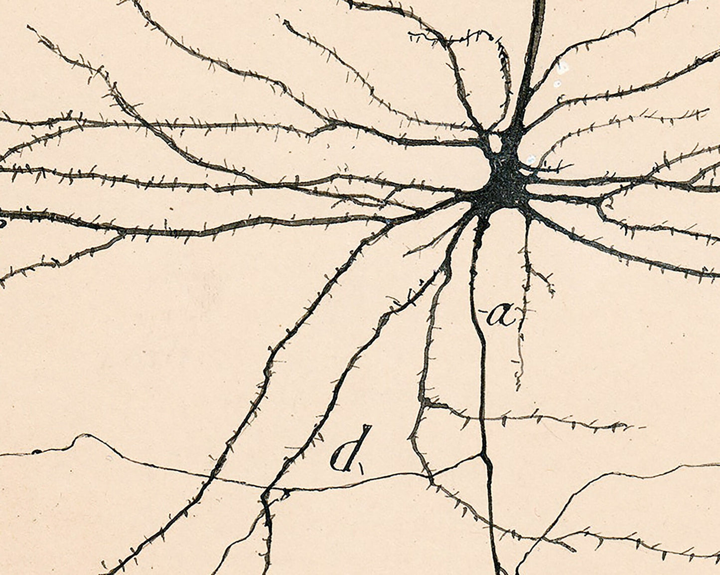 Dibujo de neurona vintage nº 2 | Santiago Ramón y Cajal | Ilustración anatómica antigua | Arte en neurociencia y biología | Arte mural abstracto