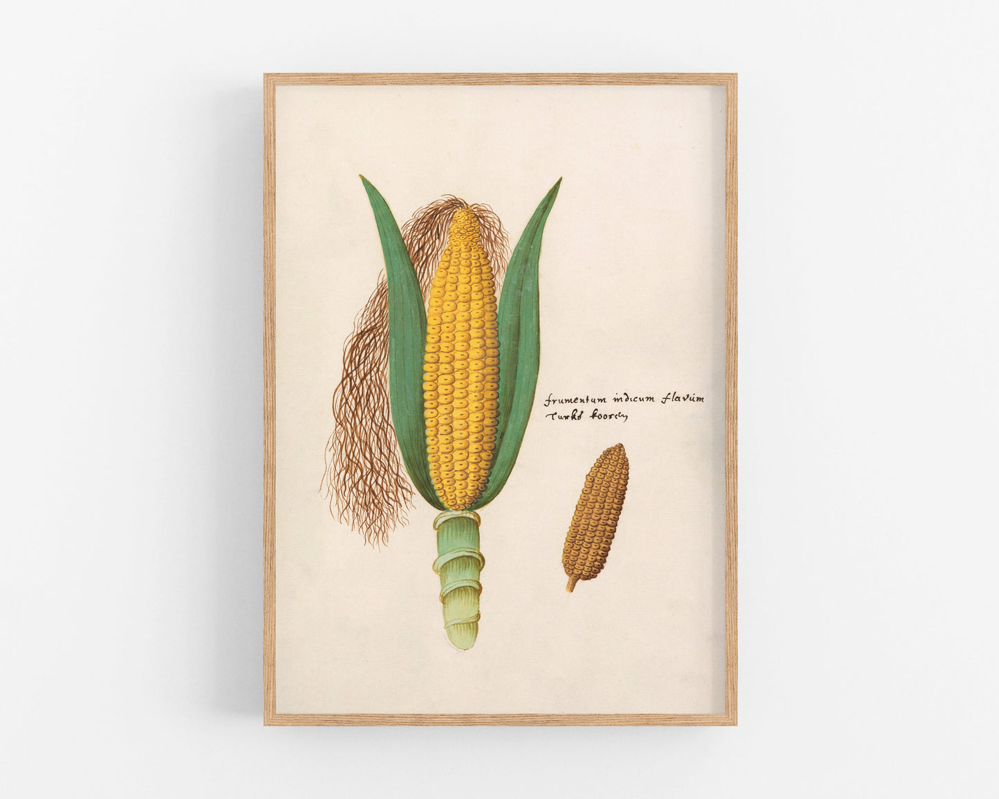 Antique ear of corn drawing | Giclée fine art print | Yellow indigo corn | Farm and food illustration| Kitchen art | Eco-friendly gift