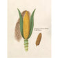 Antique ear of corn drawing | Giclée fine art print | Yellow indigo corn | Farm and food illustration| Kitchen art | Eco-friendly gift