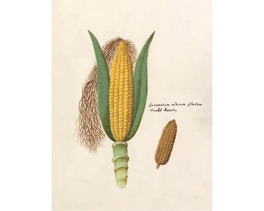 Antique ear of corn drawing | Giclée fine art print | Yellow indigo corn | Farm and food illustration| Kitchen art | Eco-friendly gift