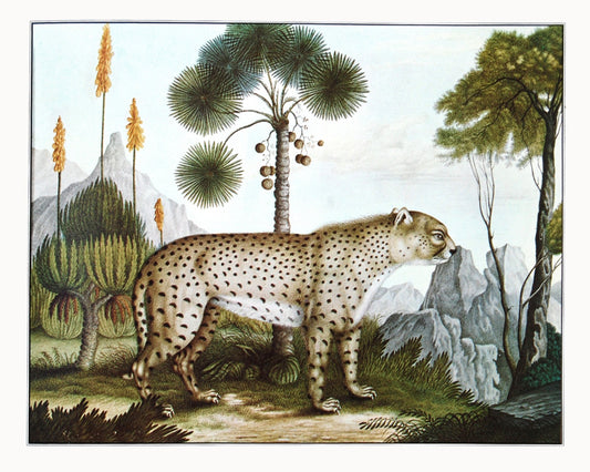 Impresión artística de gato de la jungla vintage | Arte animal | Decoración de pared de safari en la jungla | Ilustración de zoología | Decoración vintage moderna | Regalo ecológico