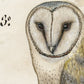 Ancient  barn owl art | 16th century bird illustration | Animal wall decor | Modern vintage décor | Eco-friendly gift