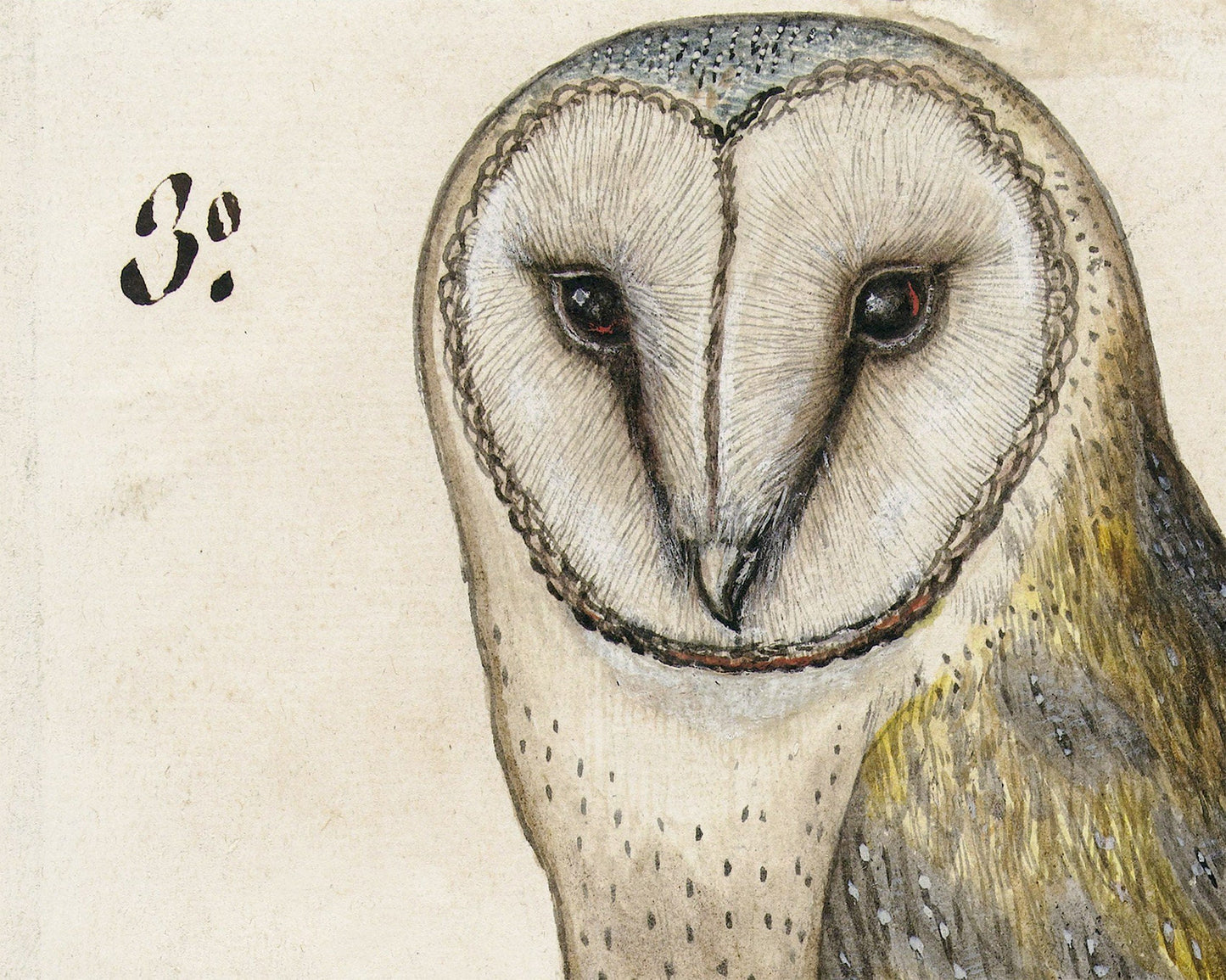 Ancient  barn owl art | 16th century bird illustration | Animal wall decor | Modern vintage décor | Eco-friendly gift