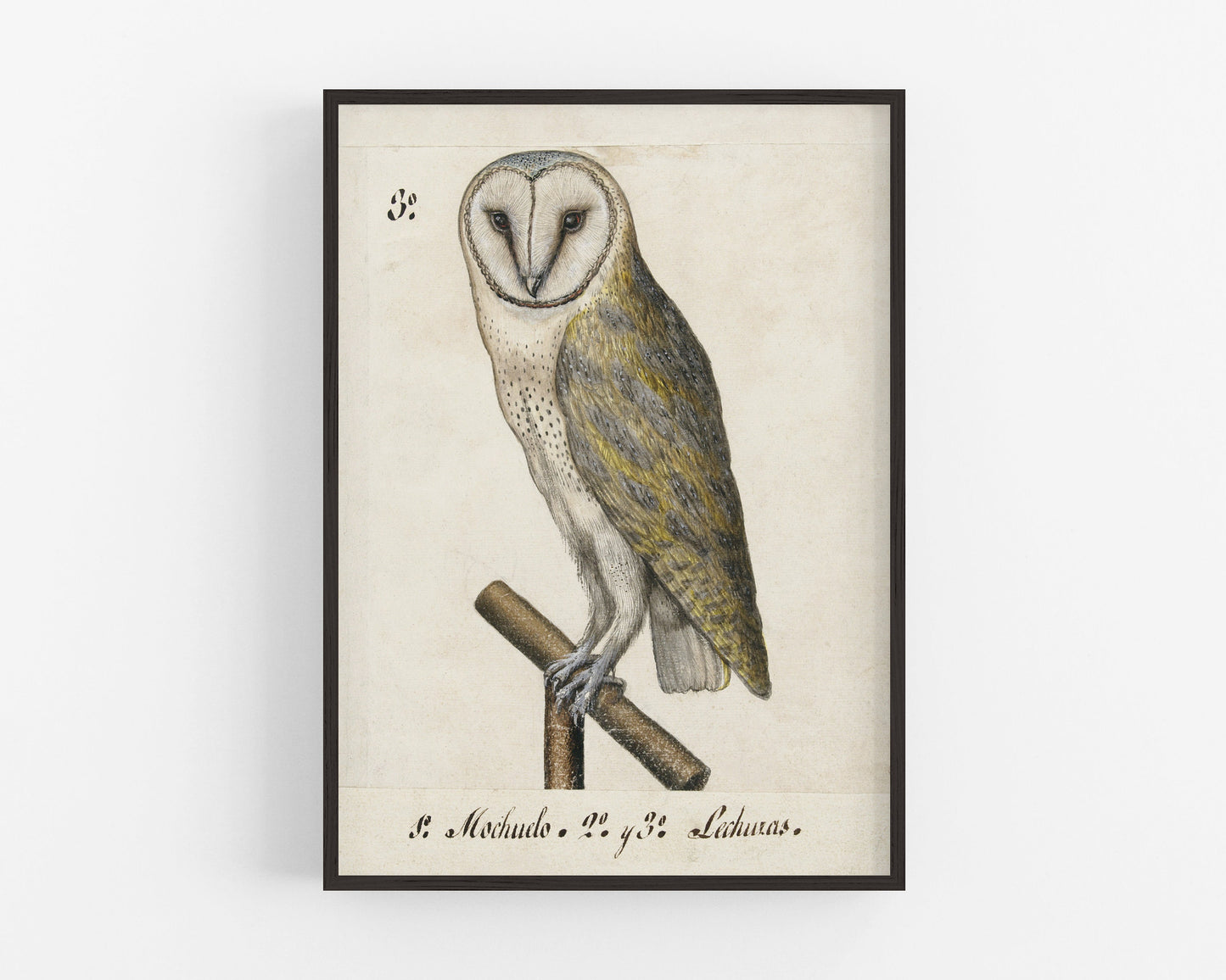 Ancient  barn owl art | 16th century bird illustration | Animal wall decor | Modern vintage décor | Eco-friendly gift