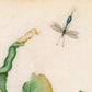 Vintage rose art print | Dragonfly, butterfly, bee, mosquito | 17th century Natural history painting | Eco-friendly gift