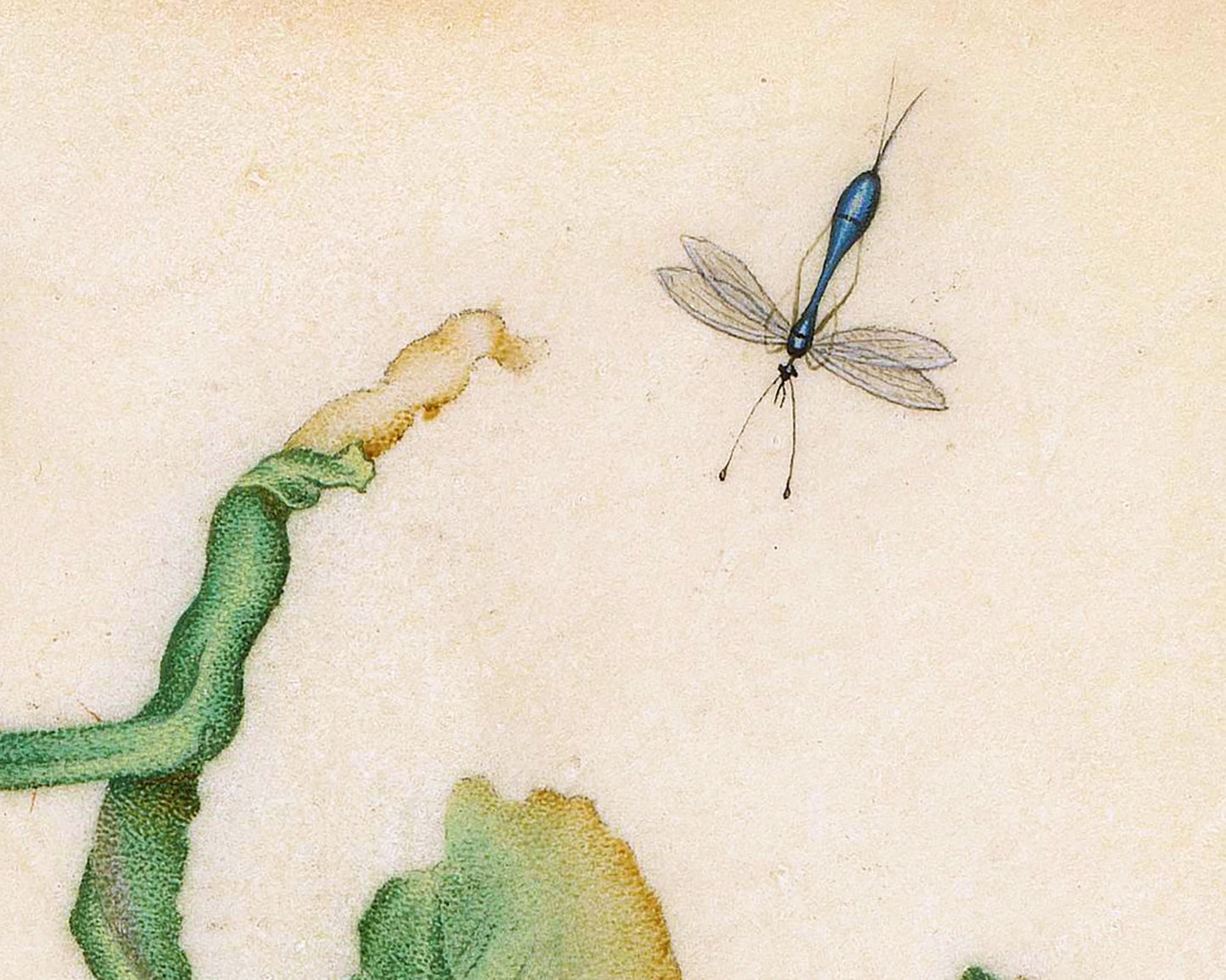 Vintage rose art print | Dragonfly, butterfly, bee, mosquito | 17th century Natural history painting | Eco-friendly gift