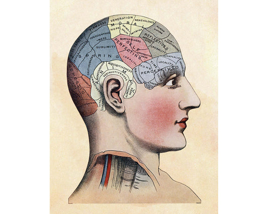 Lámina de mapeo cerebral vintage | Ilustración de la frenología del cráneo | Anatomía de la cabeza humana | Ciencia del cerebro | Giclée Regalo ecológico