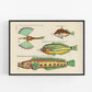 Antique fish art | 18th century natural history | Ocean, aquarium, tropical animal illustration | Vertical or horizontal | Eco-friendly gift