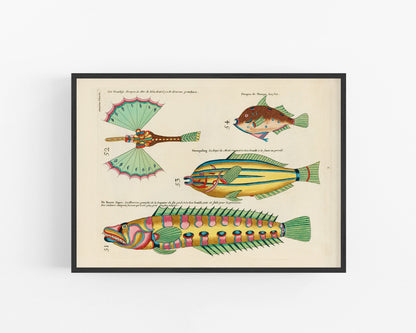 Arte antiguo sobre peces | Historia natural del siglo XVIII | Ilustración de animales tropicales, marinos y de acuarios | Vertical u horizontal | Regalo ecológico