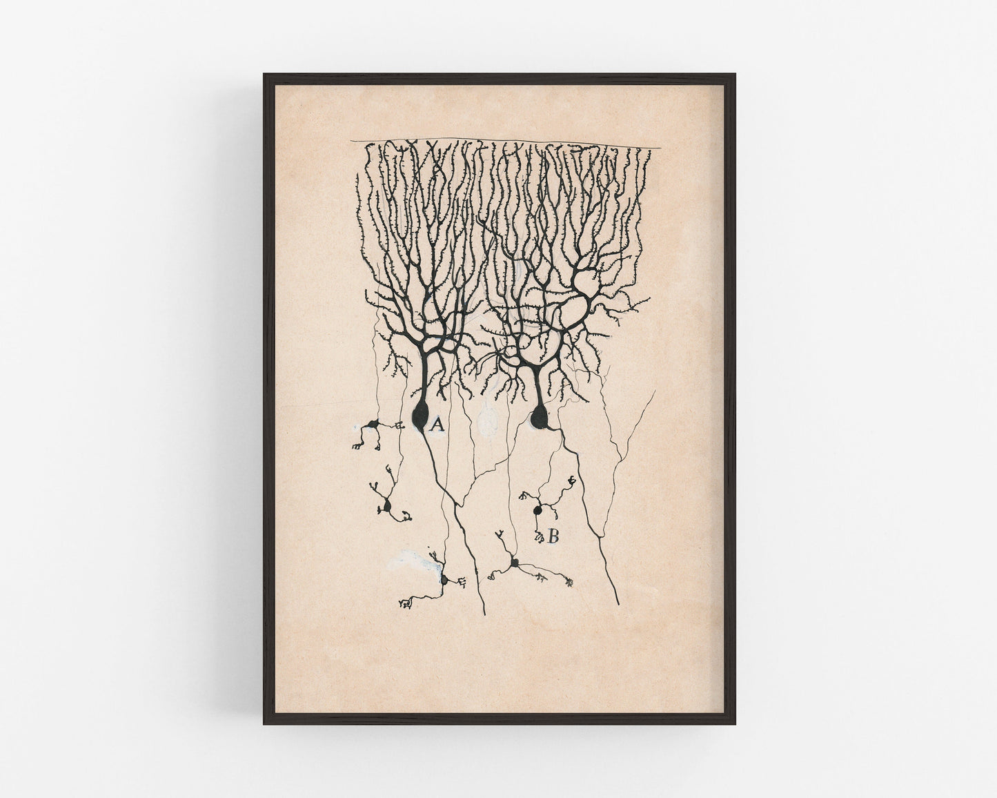 Dibujo de neurona vintage nº3 de Santiago Ramón y Cajal