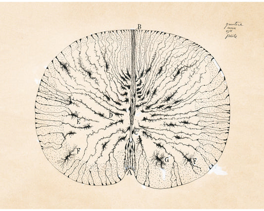 Dibujo celular antiguo nº 1 | Santiago Ramón y Cajal | Médula espinal de ratón | Arte anatómico antiguo | Arte en neurociencia y biología | Artista español