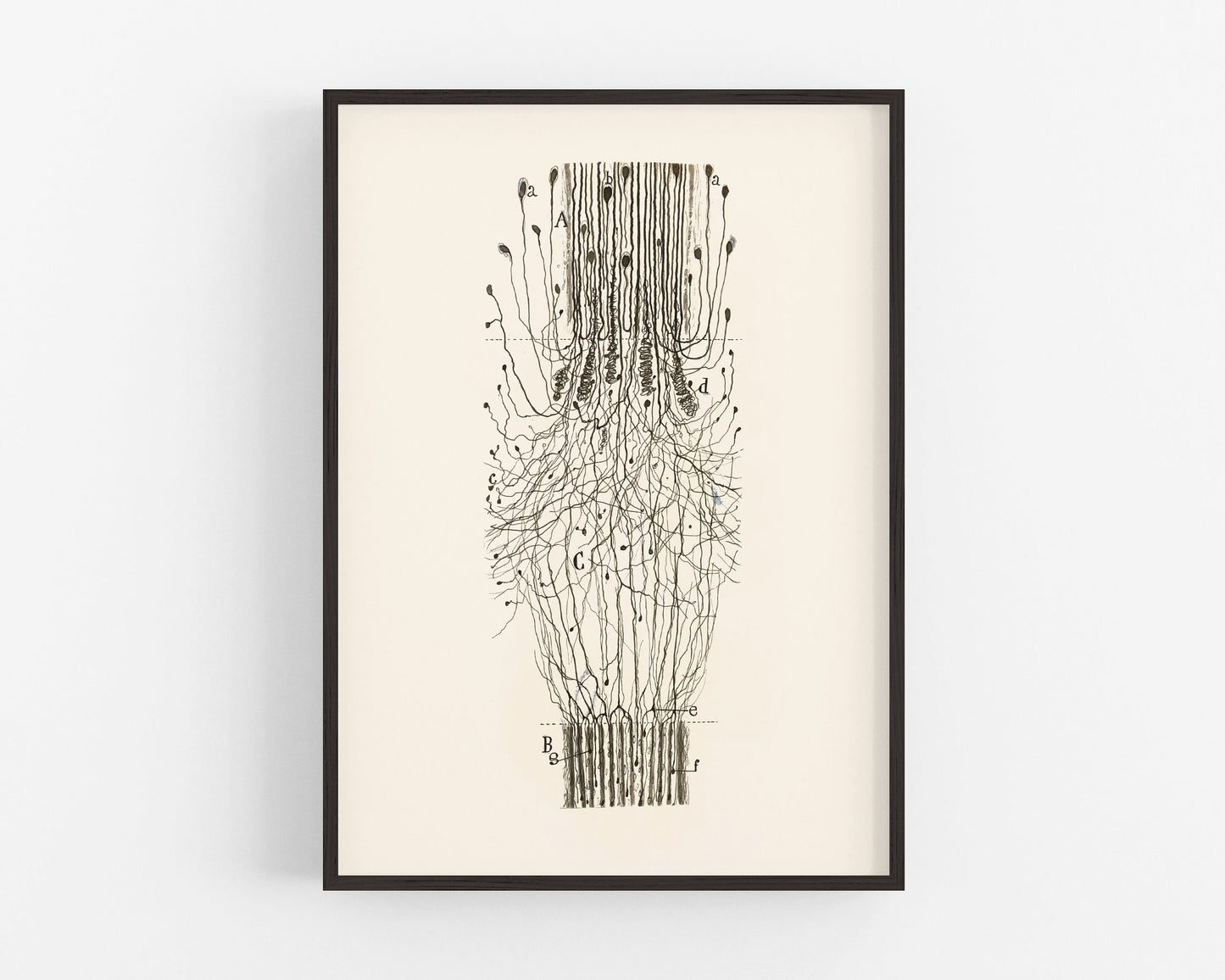 Vintage nerve cord drawing | Santiago Ramón y Cajal | Antique anatomical art | Neuroscience and Biology art | Spanish artist