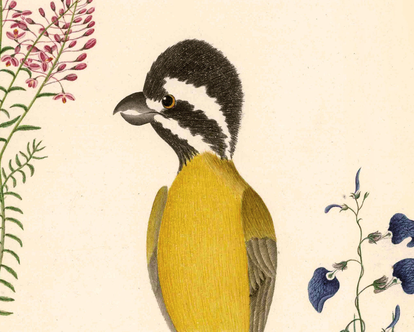 Shriketit and flower art | 18th century bird illustration | Natural history | Animal wall decor | Modern vintage décor | Eco-friendly gift