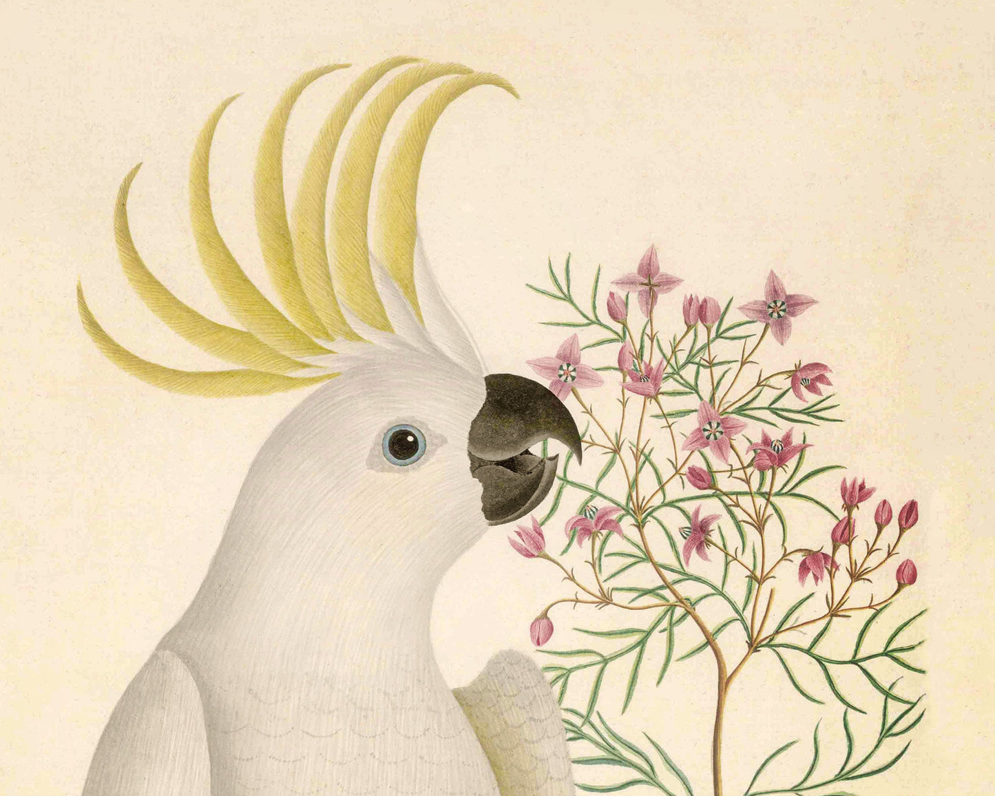 Antique cockatoo & flower art | 18th century bird illustration | Natural history | Animal wall décor | Modern vintage | Eco-friendly gift