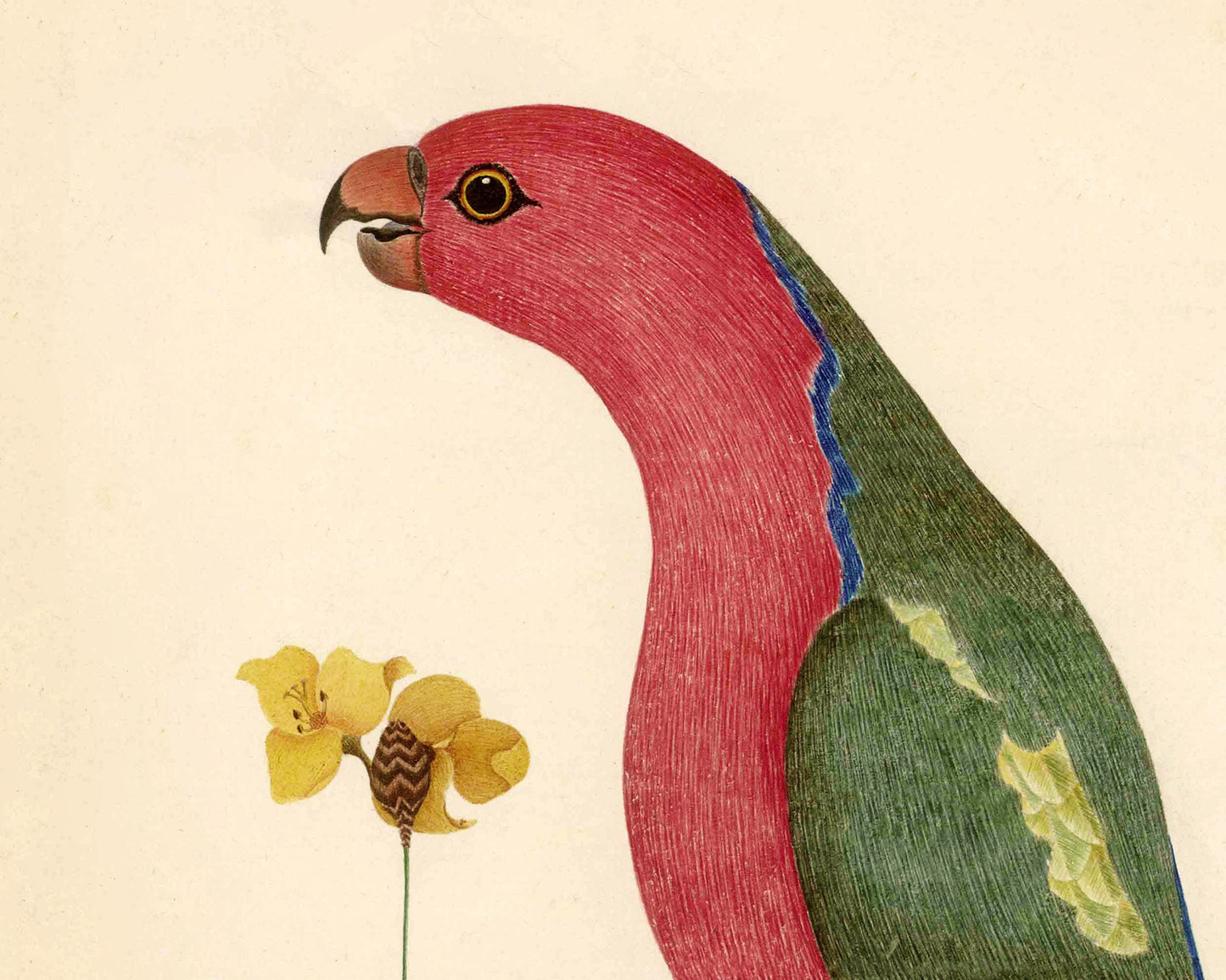 Antique bird and flower art | 18th century bird illustration | Natural history print | Animal décor | Modern vintage | Eco-friendly gift