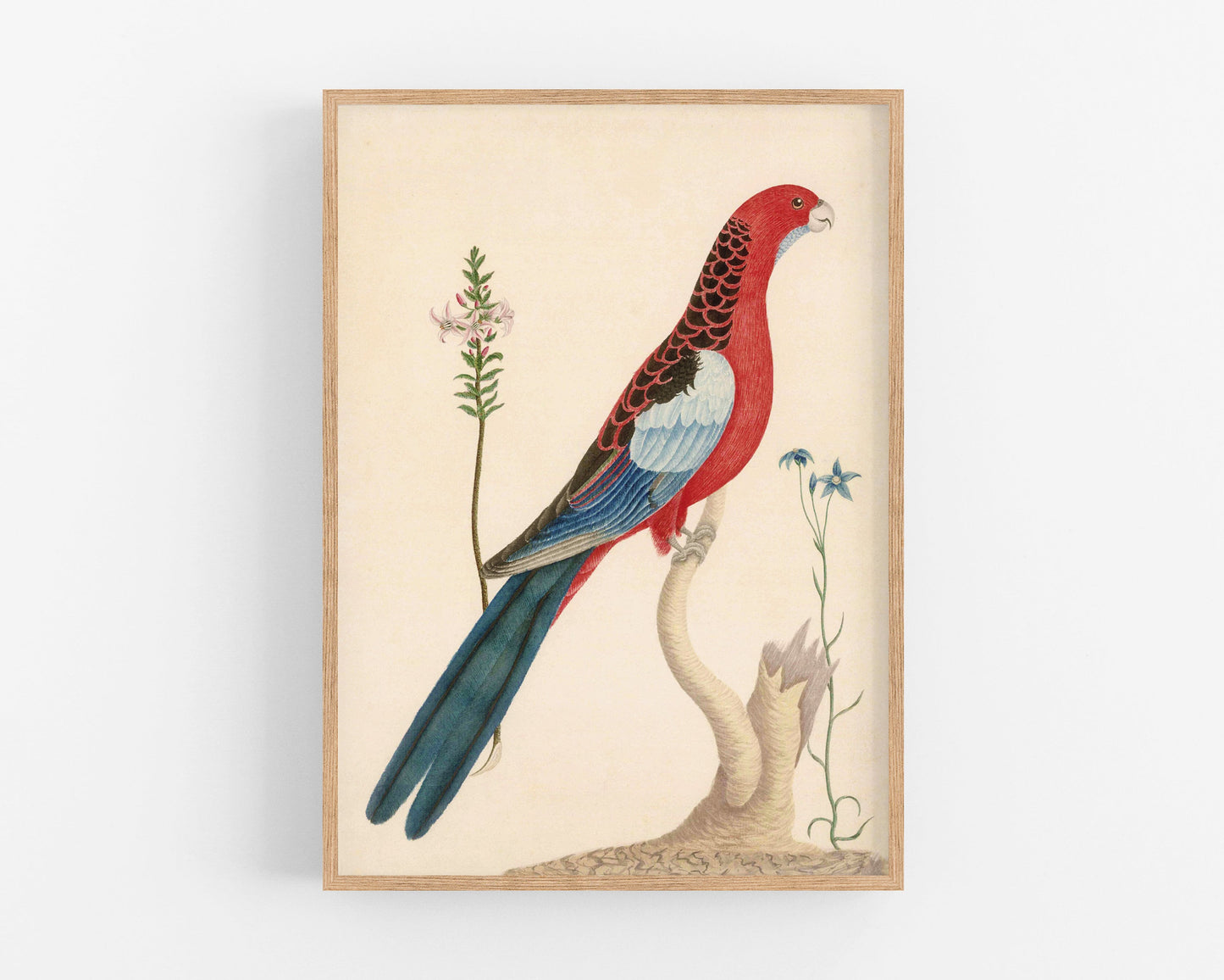 Antique parrot and flower art | 18th century bird and plants | Natural history print | Animal décor | Modern vintage | Eco-friendly gift