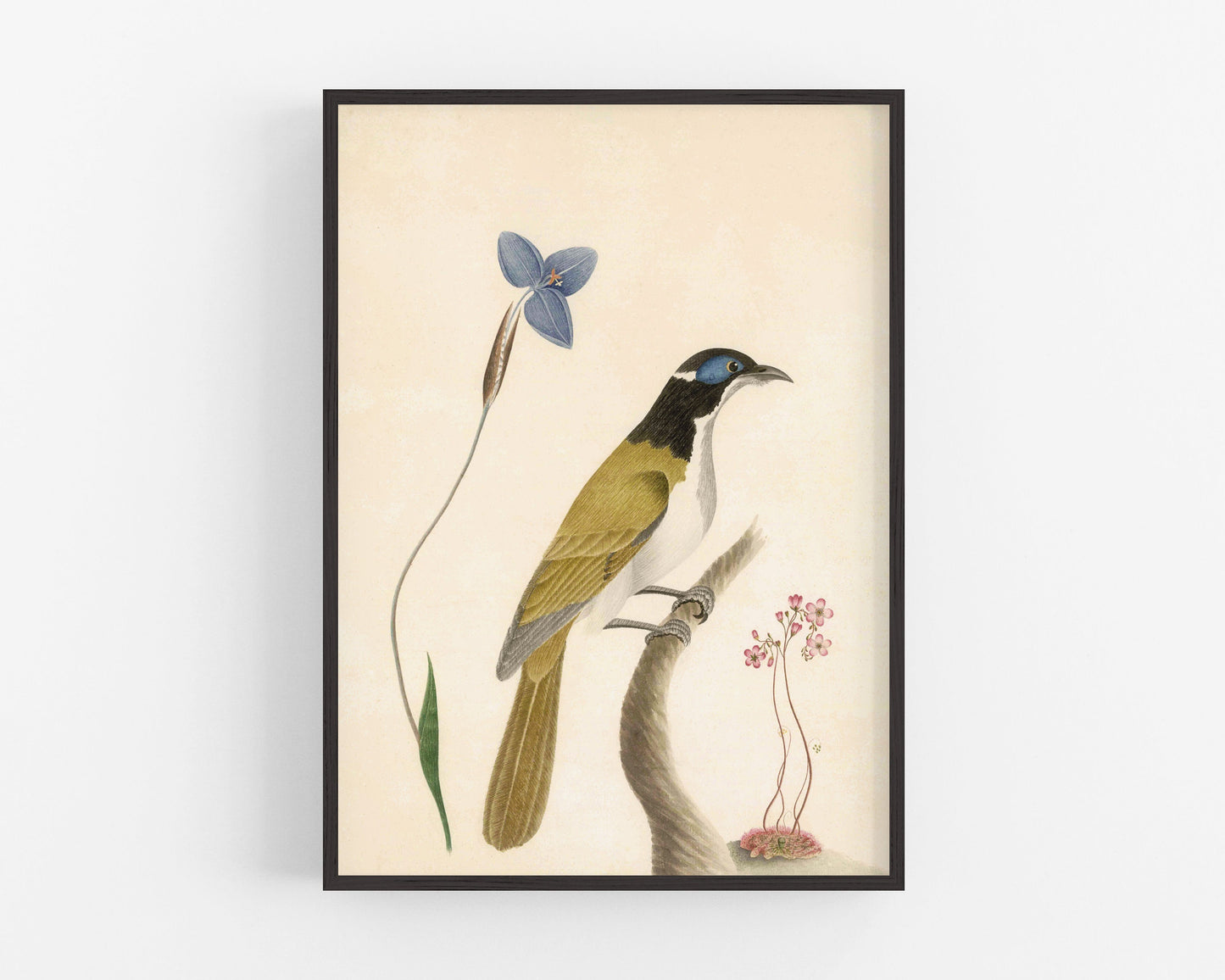 Antique bird and flower art | 18th century bird and plants | Natural history print | Animal décor | Modern vintage | Eco-friendly gift