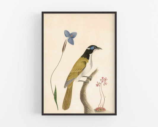 Arte antiguo de pájaros y flores | Pájaros y plantas del siglo XVIII | Impresión de historia natural | Decoración animal | Arte vintage moderno | Regalo ecológico