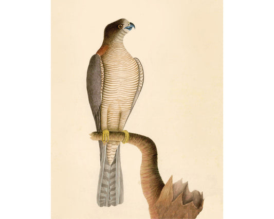 Arte antiguo de halcones | Ilustración de aves del siglo XVIII | Impresión de historia natural | Decoración animal | Vintage moderno | Regalo ecológico