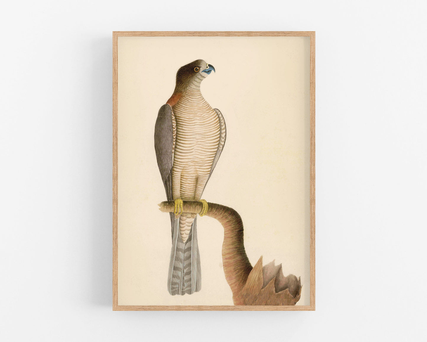 Antique hawk art | 18th century bird illustration | Natural history print | Animal décor | Modern vintage | Eco-friendly gift