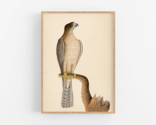 Arte antiguo de halcones | Ilustración de aves del siglo XVIII | Impresión de historia natural | Decoración animal | Vintage moderno | Regalo ecológico