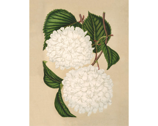 Flor de bola de nieve japonesa | Botánica vintage | Lámina de historia natural | Decoración vintage moderna | Regalo ecológico