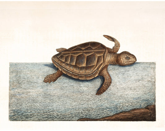 Arte antiguo de tortugas | Grabado de Mark Catesby de 1754 | Ilustración de historia natural | Agua, animal del océano | Decoración vintage moderna | Regalo ecológico