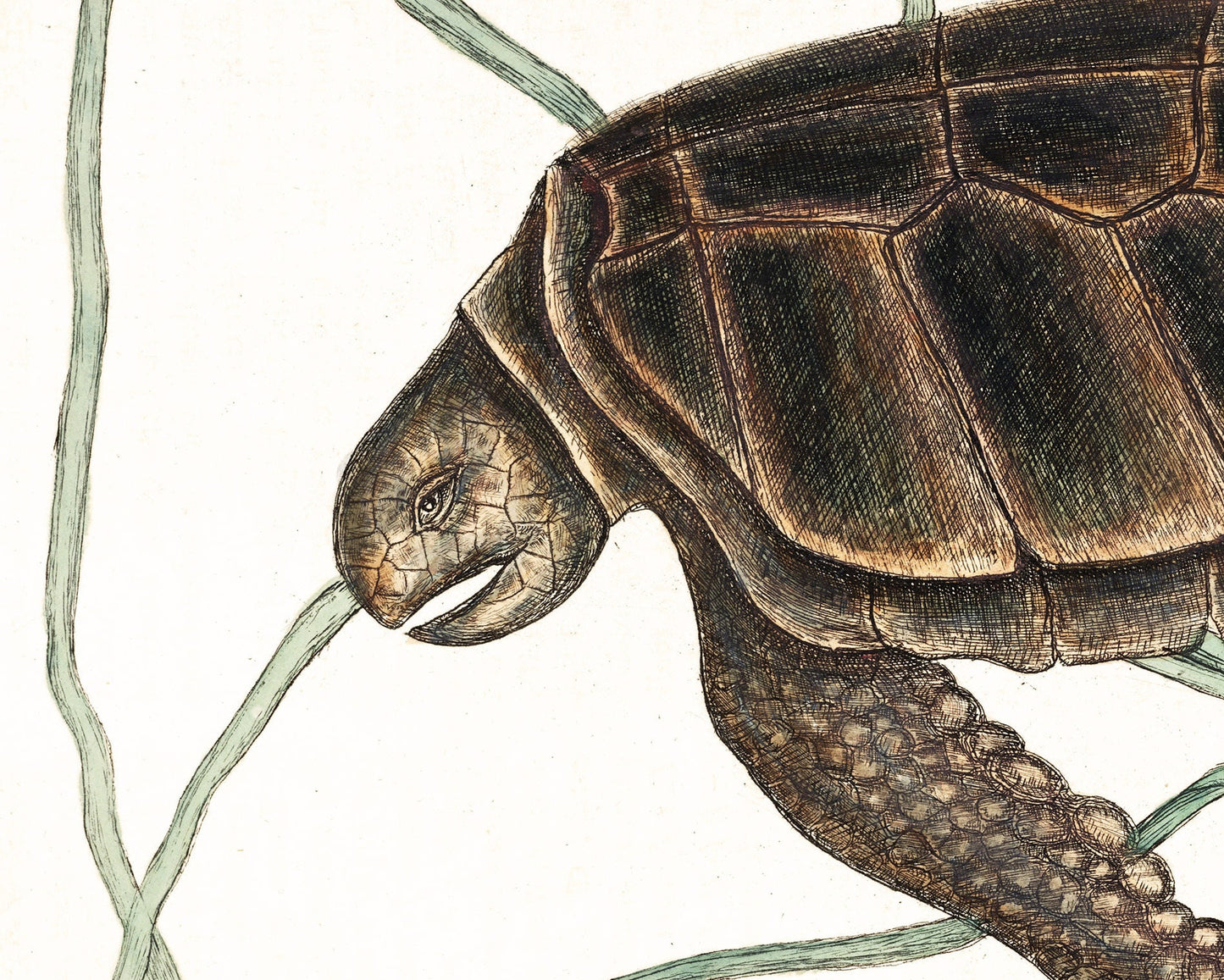 Vintage turtle art | Mark Catesby print | Animal wall art | Natural history illustration | Water, ocean animal | 18th century painting