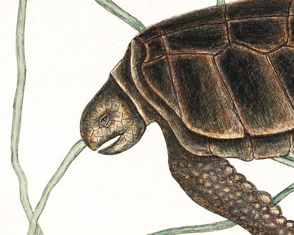 Arte de tortugas vintage | Impresión de Mark Catesby | Arte mural de animales | Ilustración de historia natural | Agua, animal del océano | Pintura del siglo XVIII