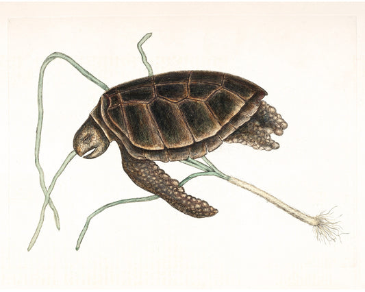 Arte de tortugas vintage | Impresión de Mark Catesby | Arte mural de animales | Ilustración de historia natural | Agua, animal del océano | Pintura del siglo XVIII