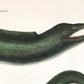 Antique eel art | 18th century Mark Catesby | Natural history illustration | Water, ocean animal | Modern vintage décor | Eco-friendly gift