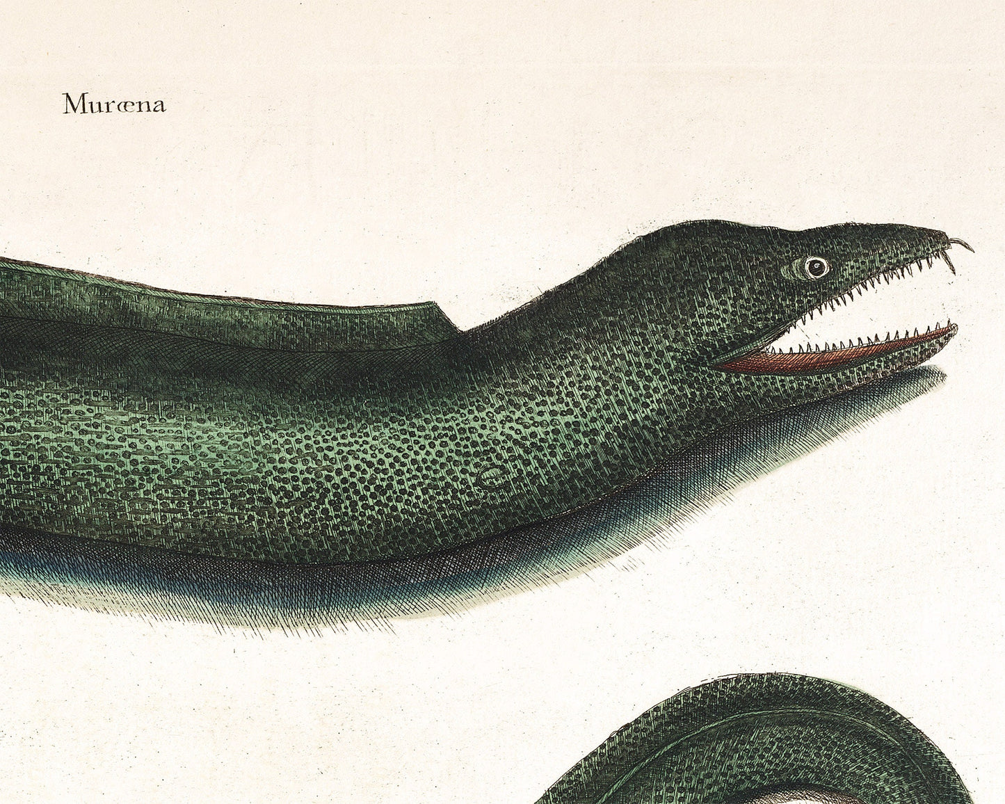 Antique eel art | 18th century Mark Catesby | Natural history illustration | Water, ocean animal | Modern vintage décor | Eco-friendly gift