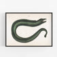 Antique eel art | 18th century Mark Catesby | Natural history illustration | Water, ocean animal | Modern vintage décor | Eco-friendly gift