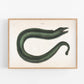 Antique eel art | 18th century Mark Catesby | Natural history illustration | Water, ocean animal | Modern vintage décor | Eco-friendly gift