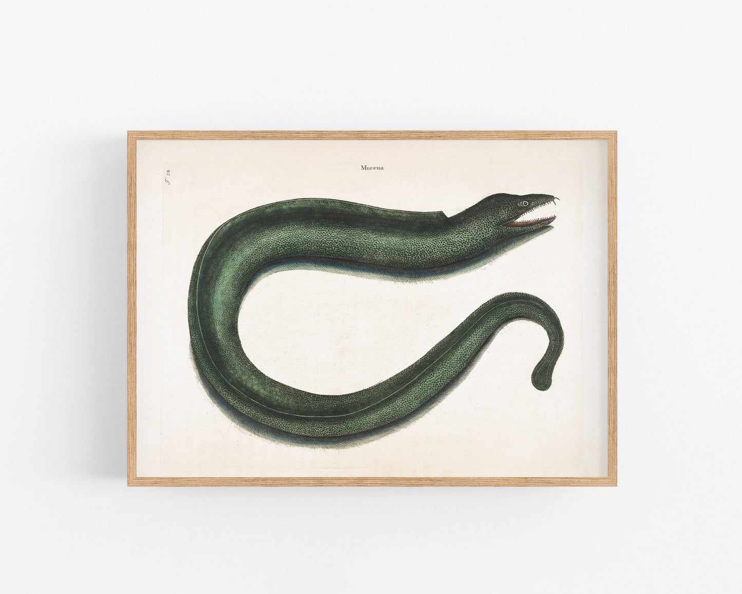 Antique eel art | 18th century Mark Catesby | Natural history illustration | Water, ocean animal | Modern vintage décor | Eco-friendly gift