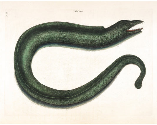 Antique eel art | 18th century Mark Catesby | Natural history illustration | Water, ocean animal | Modern vintage décor | Eco-friendly gift