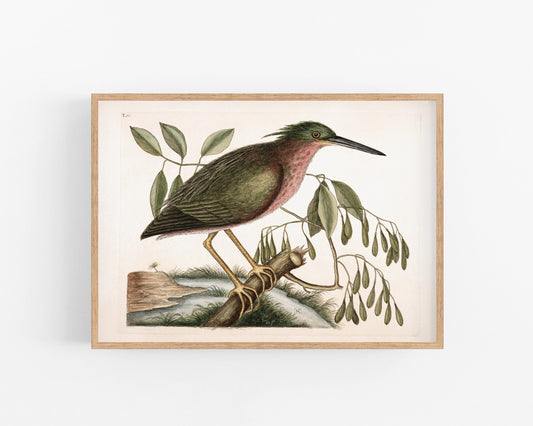 Arte de aves antiguas | Avetoro euroasiático | Siglo XVIII | Mark Catesby | Ilustración de historia natural | Decoración vintage moderna | Regalo ecológico