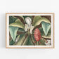 Antique magnolia tree art | 18th century Mark Catesby | Natural history illustration | Modern vintage décor | Eco-friendly gift