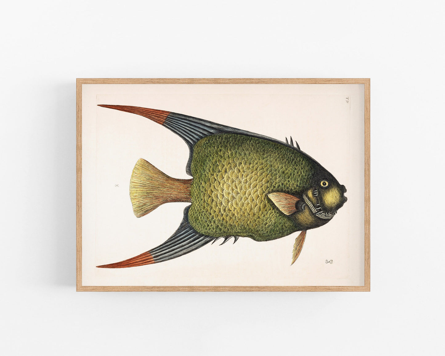 Antique angel fish | 18th century Mark Catesby | Natural history art | Water, ocean animal | Modern vintage décor | Eco-friendly gift