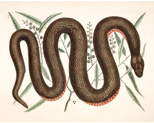 Serpiente de vientre de cobre | Antique Mark Catesby | Historia natural del arte de Carolina | Decoración vintage moderna | Regalo ecológico