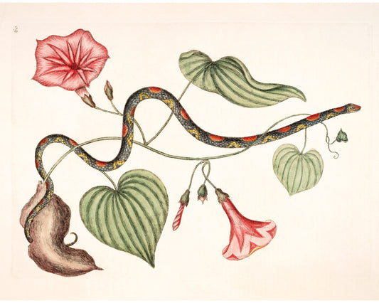 Serpiente de cuentas y patata de Virginia | Mark Catesby del siglo XVIII | Historia natural del arte de Carolina | Decoración vintage moderna | Regalo ecológico