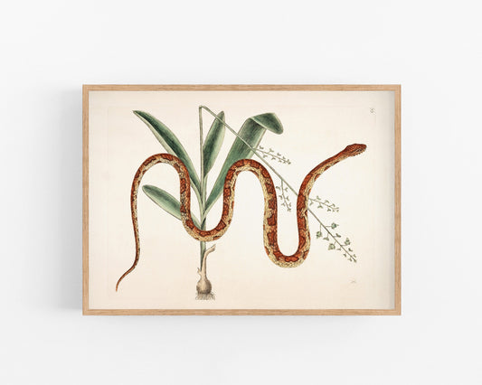 Serpiente de maíz y planta | Antique Mark Catesby | Historia natural del arte de Carolina | Decoración vintage moderna | Regalo ecológico