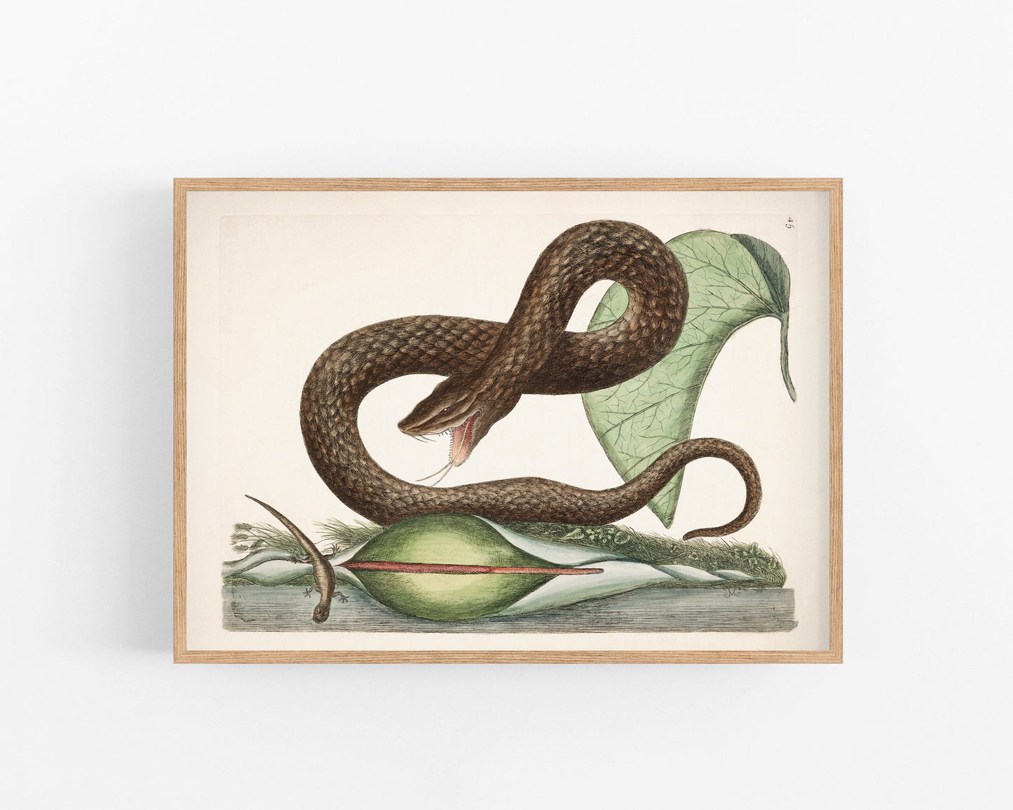 Viper snake, lizard and arum lily print | Antique Mark Catesby | Natural history of Carolina art | Modern vintage décor | Eco-friendly gift