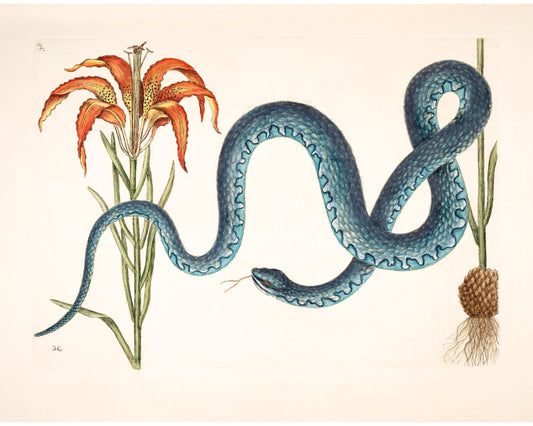 Estampado de serpiente y lirio wampum | Antique Mark Catesby | Historia natural del arte de Carolina | Decoración vintage moderna | Regalo ecológico