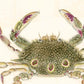 Vintage Hawaiian crab | Female artist Gertrude Norrie | Natural history art | Water, ocean animal | Modern vintage décor | Eco-friendly gift