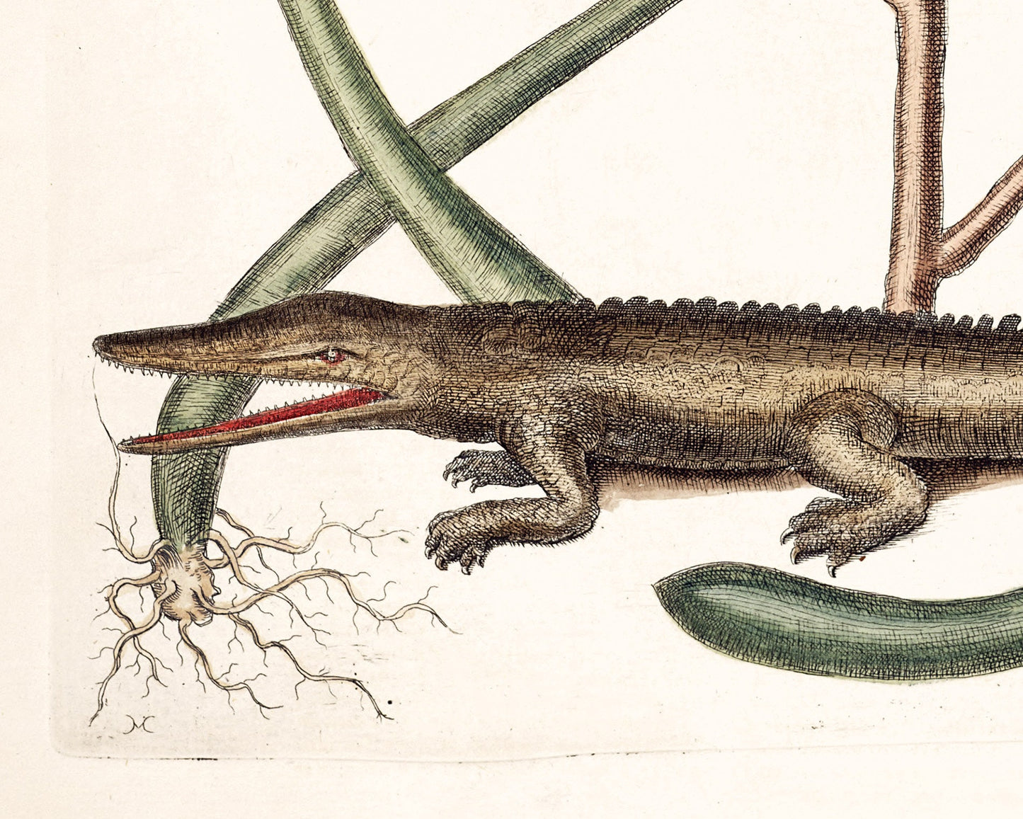 Antique Alligator art | 1754 Mark Catesby print | Vintage Natural History | Water, swamp animal | Modern vintage decor | Eco-friendly gift