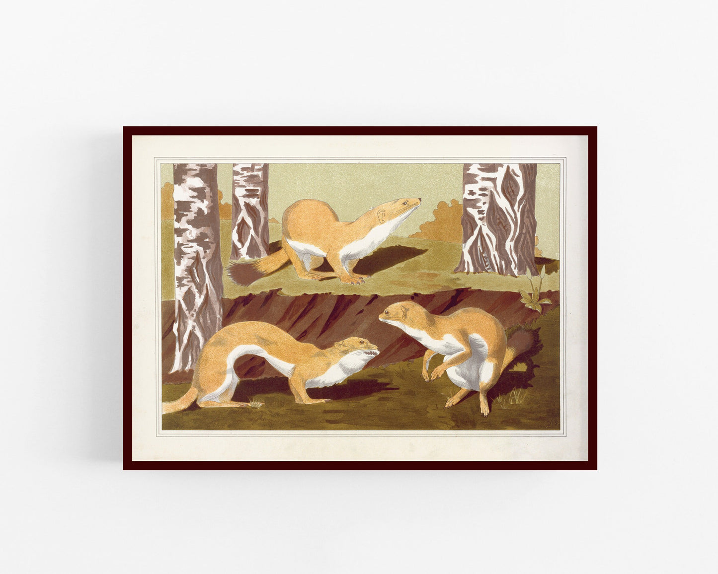 Art nouveau ermine | L'animal dans la Décoration | Wild animal print | Natural History art | Modern vintage décor | Eco-friendly gift