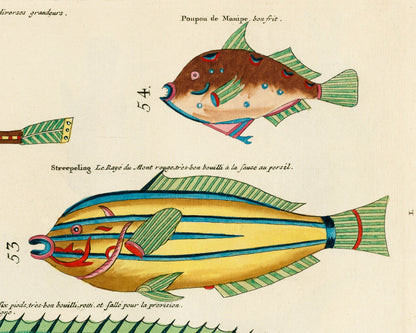 Arte antiguo sobre peces | Historia natural del siglo XVIII | Ilustración de animales tropicales, marinos y de acuarios | Vertical u horizontal | Regalo ecológico