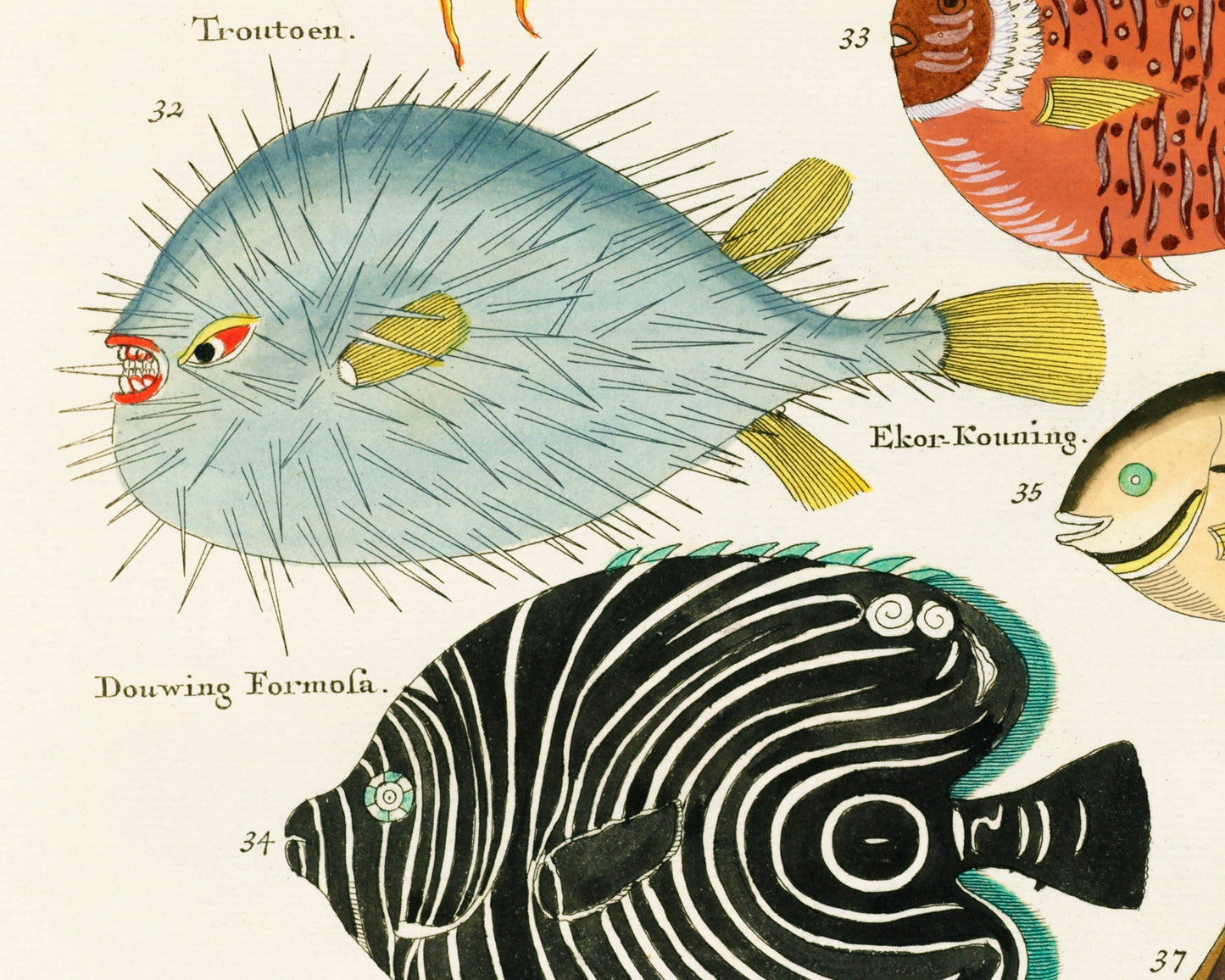 Colorful vintage fish | 18th century natural history | Ocean, aquarium, tropical animal life illustration |  | Eco-friendly gift