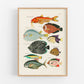 Colorful vintage fish | 18th century natural history | Ocean, aquarium, tropical animal life illustration |  | Eco-friendly gift